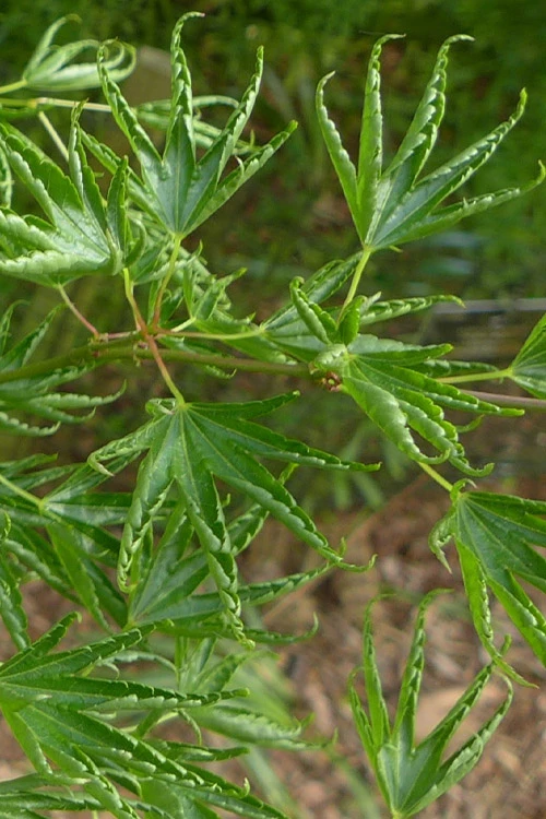 Kurui Jishi Crazy Lion Japanese Maple - 3 Gallon Pot 6 Kurui Jishi Crazy Lion Japanese Maple - 3 Gallon Pot - Image 6