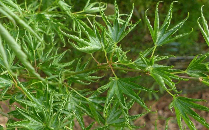 Kurui Jishi Crazy Lion Japanese Maple - 3 Gallon Pot 4 Kurui Jishi Crazy Lion Japanese Maple - 3 Gallon Pot - Image 4