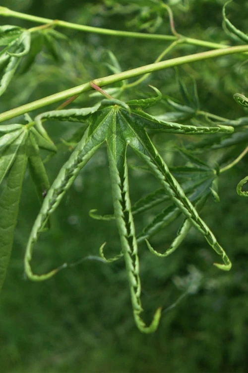 Kurui Jishi Crazy Lion Japanese Maple - 3 Gallon Pot 1 Kurui Jishi Crazy Lion Japanese Maple - 3 Gallon Pot