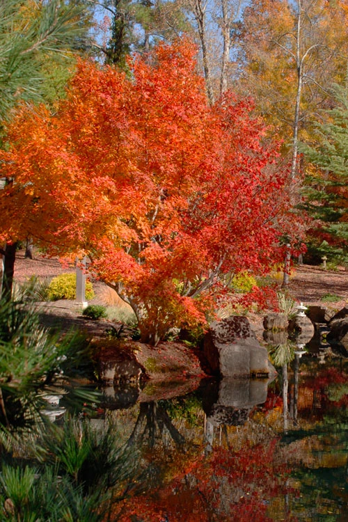 Kurui Jishi Crazy Lion Japanese Maple - 3 Gallon Pot 5 Kurui Jishi Crazy Lion Japanese Maple - 3 Gallon Pot - Image 5