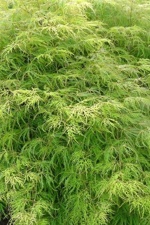 Lemon Lime Lace Japanese Maple (High Graft Tree Form) - 1 Gallon Pot 5 Lemon Lime Lace Japanese Maple (High Graft Tree Form) - 1 Gallon Pot - Image 5
