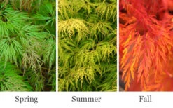 Lemon Lime Lace Japanese Maple (High Graft Tree Form) - 1 Gallon Pot 9 Lemon Lime Lace Japanese Maple (High Graft Tree Form) - 1 Gallon Pot -Wilson Bros Gardens acer palmatum lemon lime lace japanese maple 3 1