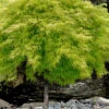 Lemon Lime Lace Japanese Maple (High Graft Tree Form) - 3 Gallon Pot