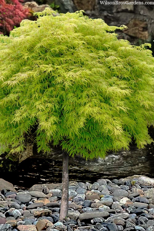 Lemon Lime Lace Japanese Maple (High Graft Tree Form) - 3 Gallon Pot 1 Lemon Lime Lace Japanese Maple (High Graft Tree Form) - 3 Gallon Pot