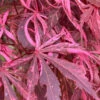 Lileeanne's Jewel Pink Leaf Japanese Maple - 1 Gallon Pot