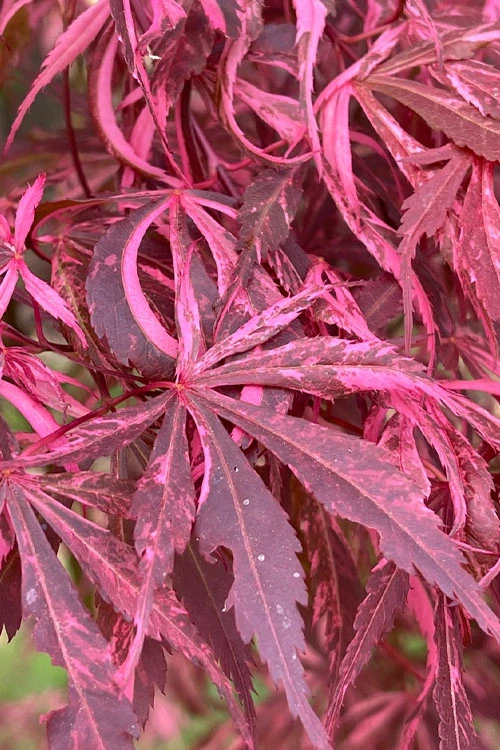Lileeanne's Jewel Pink Leaf Japanese Maple - 5 Gallon Pot 1 Lileeanne's Jewel Pink Leaf Japanese Maple - 5 Gallon Pot