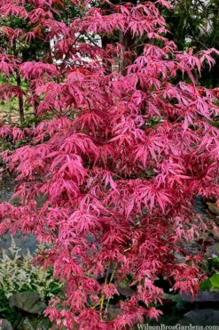Lileeanne's Jewel Pink Leaf Japanese Maple - 5 Gallon Pot 8 Lileeanne's Jewel Pink Leaf Japanese Maple - 5 Gallon Pot -Wilson Bros Gardens acer palmatum lileeannes jewel 6 2