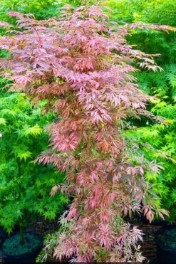 Lileeanne's Jewel Pink Leaf Japanese Maple - 1 Gallon Pot -Wilson Bros Gardens acer palmatum lileeannes jewel 8