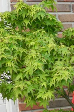 Lima Gold Dwarf Japanese Maple (Single Trunk Tree Form) - 1 Gallon Pot 13 Lima Gold Dwarf Japanese Maple (Single Trunk Tree Form) - 1 Gallon Pot -Wilson Bros Gardens acer palmatum lima gold japanese maple 10