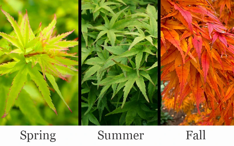 Lima Gold Dwarf Japanese Maple - 1 Gallon Pot 4 Lima Gold Dwarf Japanese Maple - 1 Gallon Pot - Image 4