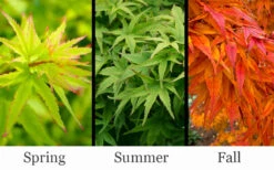 Lima Gold Dwarf Japanese Maple - 2 Gallon Pot 12 Lima Gold Dwarf Japanese Maple - 2 Gallon Pot -Wilson Bros Gardens acer palmatum lima gold japanese maple 14 2