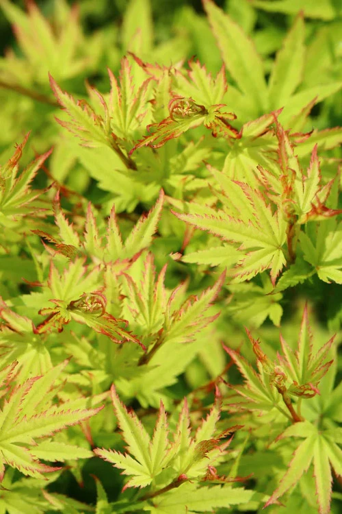 Lima Gold Dwarf Japanese Maple - 1 Gallon Pot 7 Lima Gold Dwarf Japanese Maple - 1 Gallon Pot - Image 7