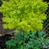 Lima Gold Dwarf Japanese Maple (Single Trunk Tree Form) - 1 Gallon Pot