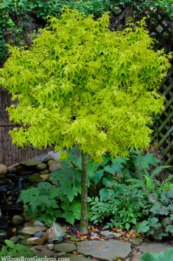 Lima Gold Dwarf Japanese Maple (Single Trunk Tree Form) - 1 Gallon Pot