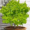 Lima Gold Dwarf Japanese Maple - 1 Gallon Pot