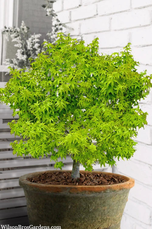 Lima Gold Dwarf Japanese Maple - 1 Gallon Pot 1 Lima Gold Dwarf Japanese Maple - 1 Gallon Pot