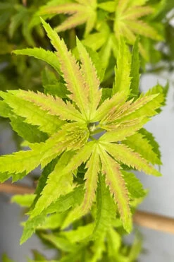 Lima Gold Dwarf Japanese Maple (Single Trunk Tree Form) - 1 Gallon Pot 11 Lima Gold Dwarf Japanese Maple (Single Trunk Tree Form) - 1 Gallon Pot -Wilson Bros Gardens acer palmatum lima gold japanese maple 9