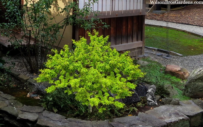 Lima Gold Dwarf Japanese Maple - 2 Gallon Pot 6 Lima Gold Dwarf Japanese Maple - 2 Gallon Pot - Image 6