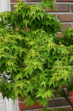 Lima Gold Dwarf Japanese Maple - 2 Gallon Pot 17 Lima Gold Dwarf Japanese Maple - 2 Gallon Pot -Wilson Bros Gardens acer palmatum lima gold japanese maple shrub form 53 1