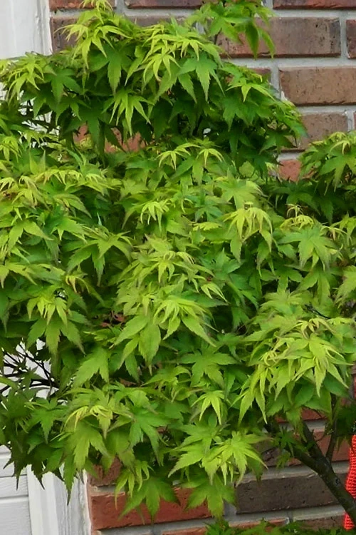 Lima Gold Dwarf Japanese Maple - 1 Gallon Pot 8 Lima Gold Dwarf Japanese Maple - 1 Gallon Pot - Image 8