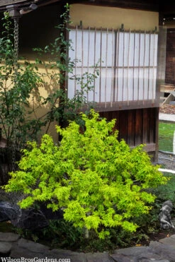 Lima Gold Dwarf Japanese Maple - 2 Gallon Pot 16 Lima Gold Dwarf Japanese Maple - 2 Gallon Pot -Wilson Bros Gardens acer palmatum lima gold japanese maple shrub form 62 1