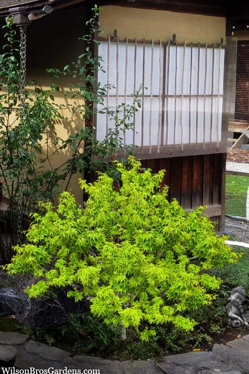 Lima Gold Dwarf Japanese Maple - 2 Gallon Pot 8 Lima Gold Dwarf Japanese Maple - 2 Gallon Pot - Image 8