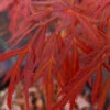 LionheartJapanese Maple - 5 Gallon Pot