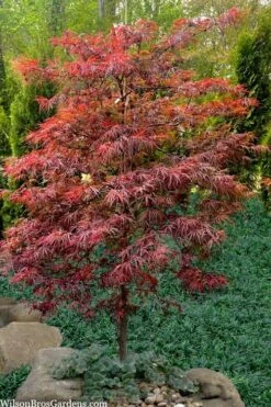 Lionheart Japanese Maple - 5 Gallon Pot 9 Lionheart Japanese Maple - 5 Gallon Pot -Wilson Bros Gardens acer palmatum lion heart japanese maple 7