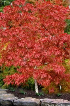 Lionheart Japanese Maple - 5 Gallon Pot 11 Lionheart Japanese Maple - 5 Gallon Pot -Wilson Bros Gardens acer palmatum lion heart japanese maple 8