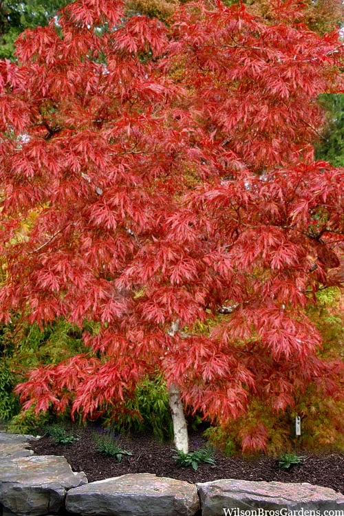 Lionheart Japanese Maple - 5 Gallon Pot 6 Lionheart Japanese Maple - 5 Gallon Pot - Image 6