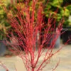 Little Sango Dwarf Coral Bark Japanese Maple - 5 Gallon Pot