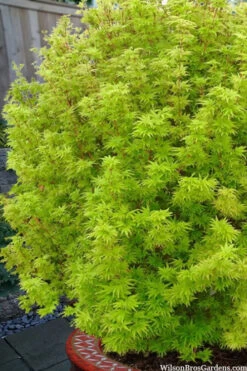 Little Sango Dwarf Coral Bark Japanese Maple - 5 Gallon Pot -Wilson Bros Gardens acer palmatum little sango dwarf coral bark maple 1