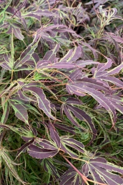 Manyo No Sato Purple Leaf Japanese Maple - 1 Gallon Pot (15-18")