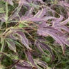 Manyo No Sato Purple Leaf Japanese Maple - 1 Gallon Pot (41")