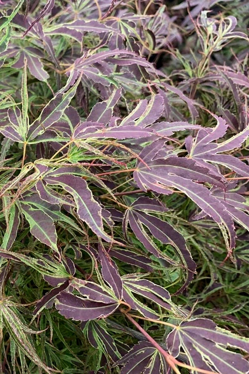 Manyo No Sato Purple Leaf Japanese Maple - 1 Gallon Pot (41") 1 Manyo No Sato Purple Leaf Japanese Maple - 1 Gallon Pot (41")
