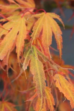 Manyo No Sato Purple Leaf Japanese Maple - 3 Gallon Pot (3-4') 11 Manyo No Sato Purple Leaf Japanese Maple - 3 Gallon Pot (3-4') -Wilson Bros Gardens acer palmatum manyo no sato japanese maple 7 1