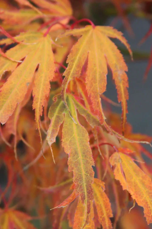 Manyo No Sato Purple Leaf Japanese Maple - 1 Gallon Pot (41") 6 Manyo No Sato Purple Leaf Japanese Maple - 1 Gallon Pot (41") - Image 6