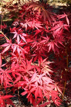 Midnight Japanese Maple - 3 Gallon Pot (5-6') 9 Midnight Japanese Maple - 3 Gallon Pot (5-6') -Wilson Bros Gardens acer palmatum midnight japanese maple 2