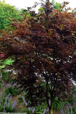 Midnight Japanese Maple - 3 Gallon Pot (5-6') 8 Midnight Japanese Maple - 3 Gallon Pot (5-6') -Wilson Bros Gardens acer palmatum midnight japanese maple 4