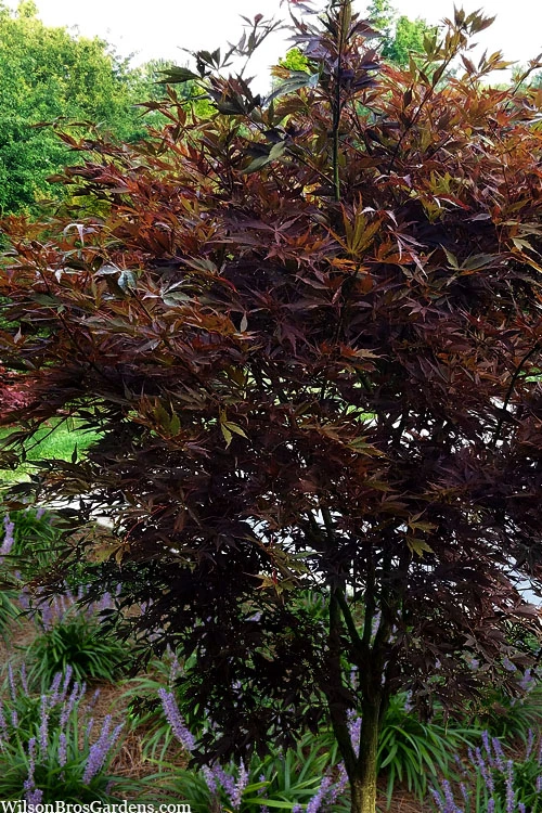 Midnight Japanese Maple - 3 Gallon Pot (5-6') 4 Midnight Japanese Maple - 3 Gallon Pot (5-6') - Image 4