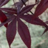 Midnight Japanese Maple - 3 Gallon Pot (5-6')