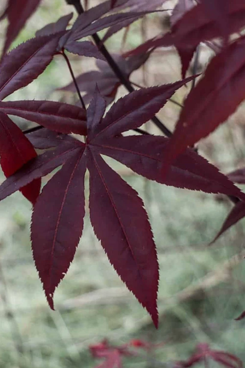 Midnight Japanese Maple - 3 Gallon Pot (5-6') 1 Midnight Japanese Maple - 3 Gallon Pot (5-6')