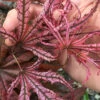 Crescent Moon Japanese Maple (Acer Palmatum 'Mikazuki')- 3 Gallon Pot (5-6')