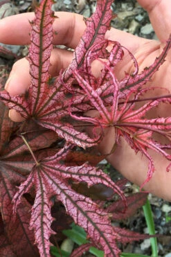 Crescent Moon Japanese Maple (Acer Palmatum 'Mikazuki')- 3 Gallon Pot (5-6')