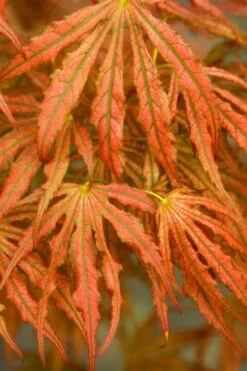 Crescent Moon Japanese Maple (Acer Palmatum 'Mikazuki') - 3 Gallon Pot (5-6') -Wilson Bros Gardens acer palmatum mikazuki japanese maple 4 1