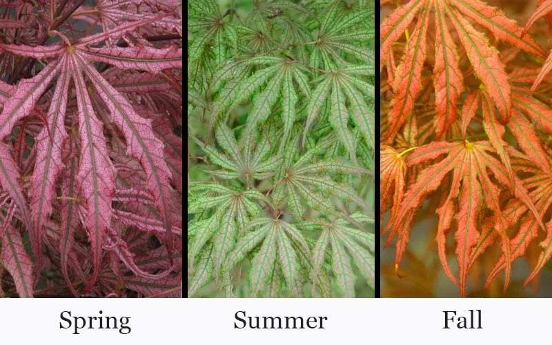 Crescent Moon Japanese Maple (Acer Palmatum 'Mikazuki') - 2 Gallon Pot 4 Crescent Moon Japanese Maple (Acer Palmatum 'Mikazuki') - 2 Gallon Pot - Image 4