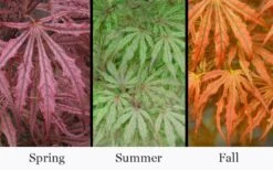 Crescent Moon Japanese Maple (Acer Palmatum 'Mikazuki') - 3 Gallon Pot (3-4') -Wilson Bros Gardens acer palmatum mikazuki japanese maple 5 4