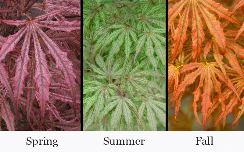 Crescent Moon Japanese Maple (Acer Palmatum 'Mikazuki')- 3 Gallon Pot (5-6') 4 Crescent Moon Japanese Maple (Acer Palmatum 'Mikazuki')- 3 Gallon Pot (5-6') - Image 4