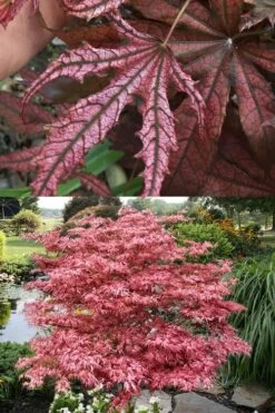 Crescent Moon Japanese Maple (Acer Palmatum 'Mikazuki') - 3 Gallon Pot (5-6') -Wilson Bros Gardens acer palmatum mikazuki japanese maple 8 1