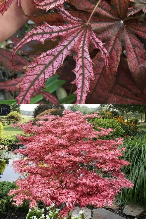 Crescent Moon Japanese Maple (Acer Palmatum 'Mikazuki')- 3 Gallon Pot (2-3') 5 Crescent Moon Japanese Maple (Acer Palmatum 'Mikazuki')- 3 Gallon Pot (2-3') - Image 5